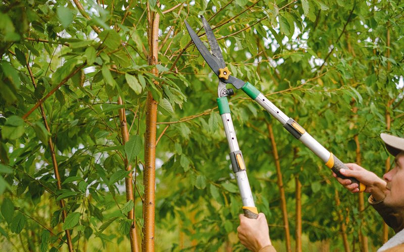 Tree trimming in Lawler, IA